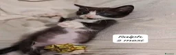 Europeo gatti in regalo: Urgenti famiglie per questi gattini  a Provincia di Monza e della Brianza - Annuncio 11