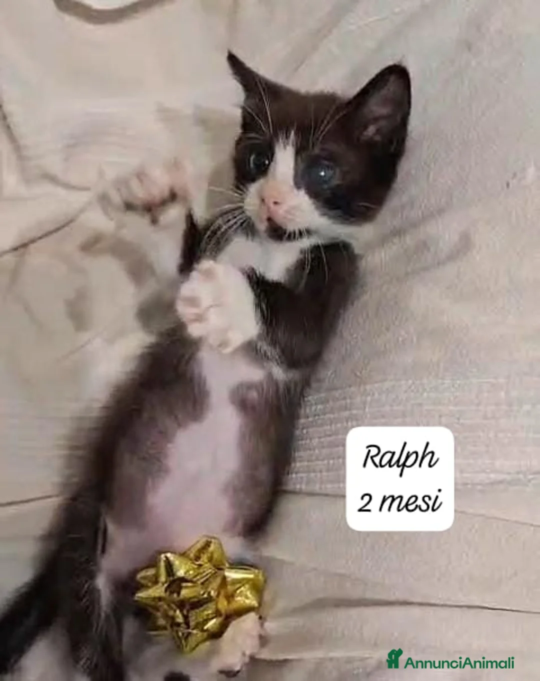 Europeo gatti in regalo: Urgenti famiglie per questi gattini  a Provincia di Monza e della Brianza - Annuncio 11