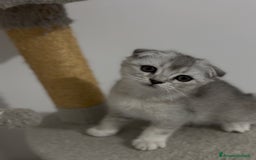British gatti in vendita: Scottish fold a Provincia di Treviso - Immagine 1