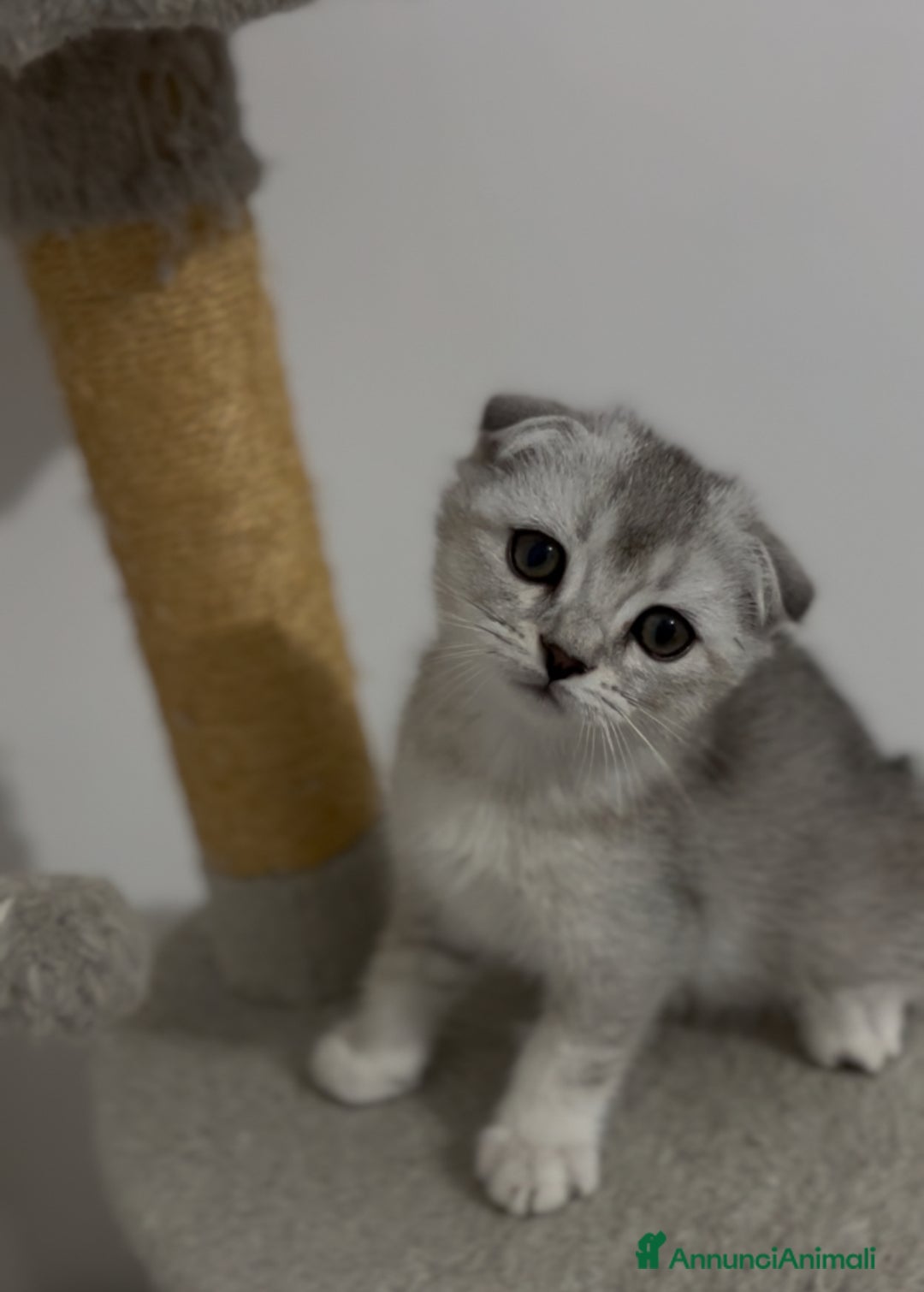 British gatti in vendita: Scottish fold a Provincia di Treviso - Immagine 1
