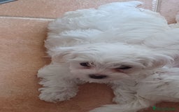 Maltese cani in vendita: Cuccioli di Maltese  - Immagine 2