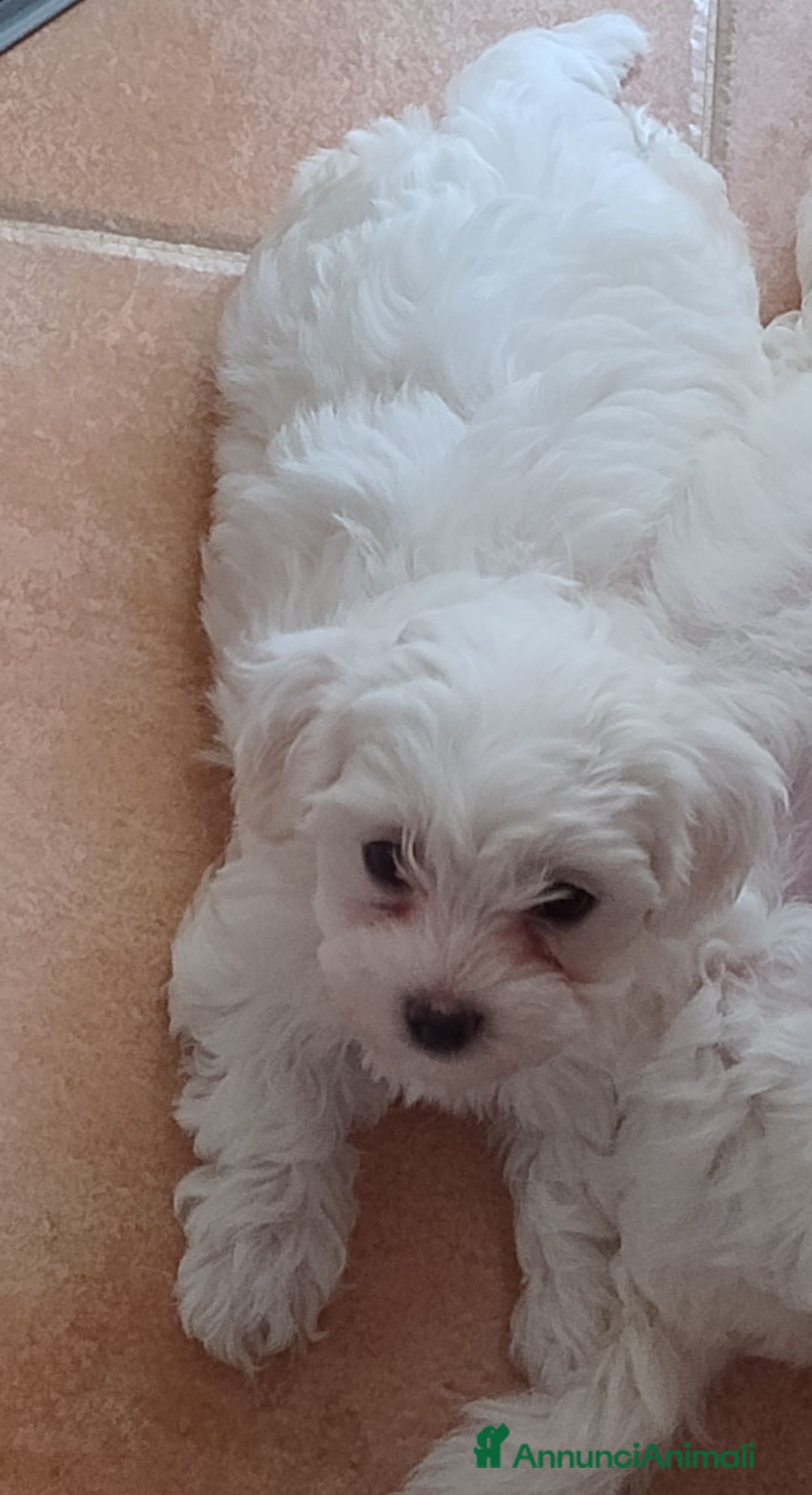 Maltese cani in vendita: Cuccioli di Maltese  - Immagine 2