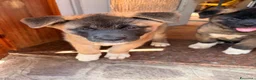 Akita Americano cani in vendita: Akita Americano - Annuncio 2