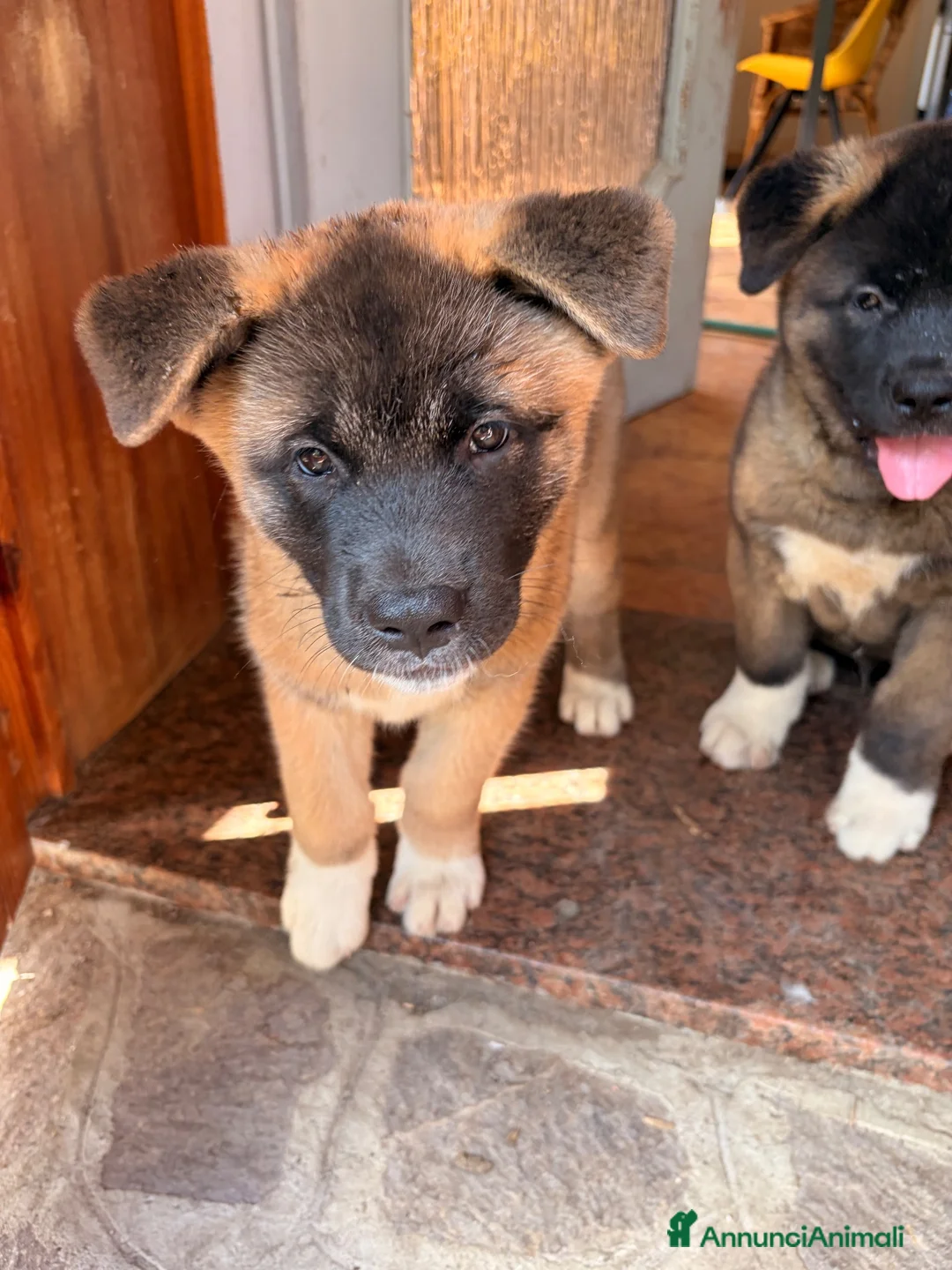 Akita Americano cani in vendita: Akita Americano - Annuncio 2