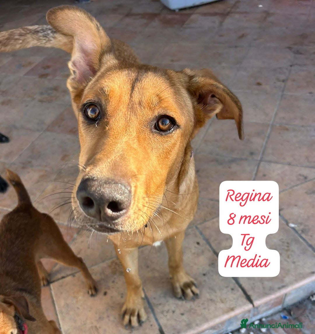 Meticcio cani in regalo: Tantissimi cuccioli da salvare  - Annuncio 11