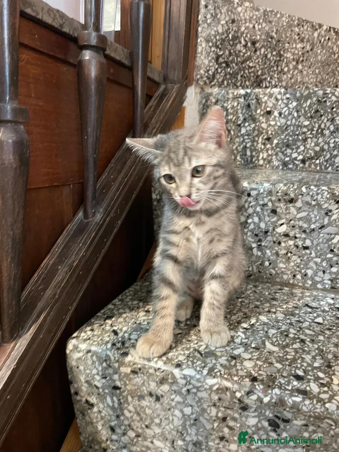 Meticcio gatti in vendita: Gattino simpatico  - Annuncio 2