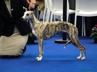 Whippet cani Cuccioli whippet - Annuncio 1