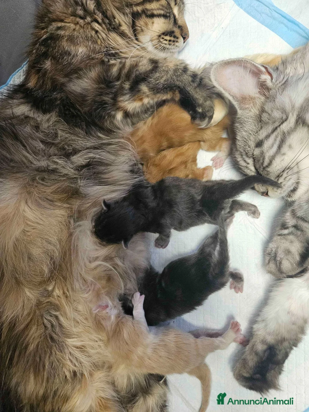 Maine Coon gatti in vendita: Cuccioli maine coon - Annuncio 4