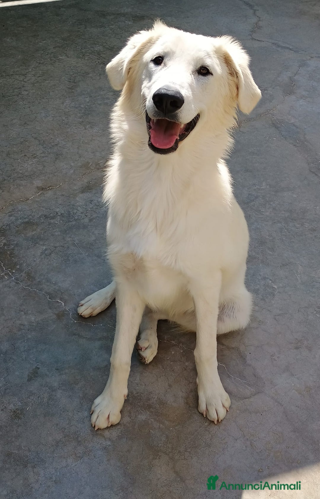 Meticcio cani in regalo: Kobe  - Annuncio 3