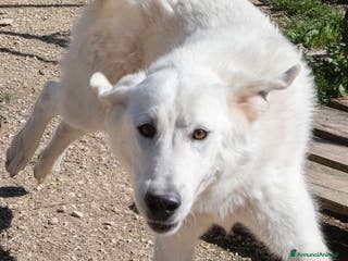 Meticcio cani MORBIDA NUVOLETTA BIANCA : DEMYR a Provincia di Padova - Annuncio 12