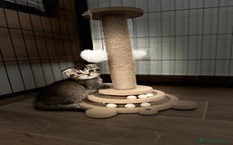 Scottish gatti in vendita: Scottish fold/straight a Provincia di Treviso - Immagine 2