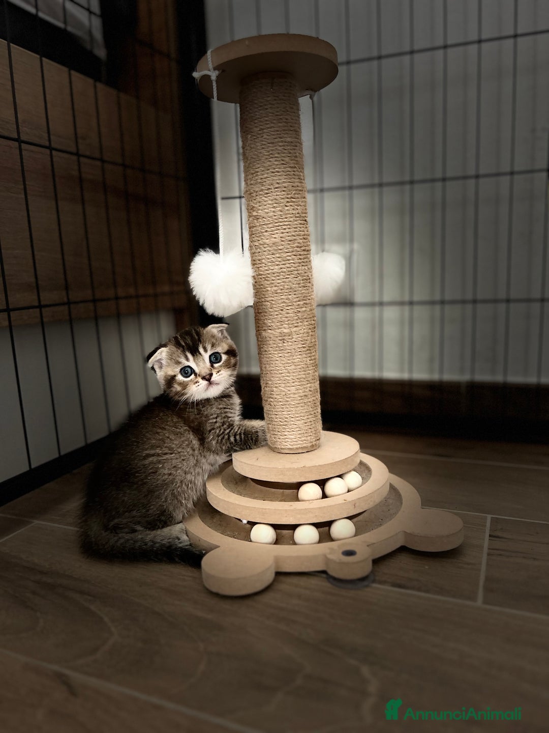 Scottish gatti in vendita: Scottish fold/straight a Provincia di Treviso - Immagine 2