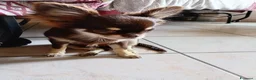 Chihuahua cani in vendita: Ultimo cucciolo Chihuahua disponibile,  a Città Metropolitana di Torino - Annuncio 3