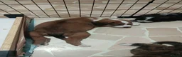Meticcio cani in regalo: Regalasi cucciole di  due mesi  - Annuncio 4