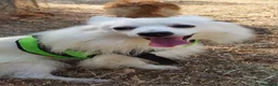 Volpino Italiano cani in regalo: Fiocco  - Annuncio 9