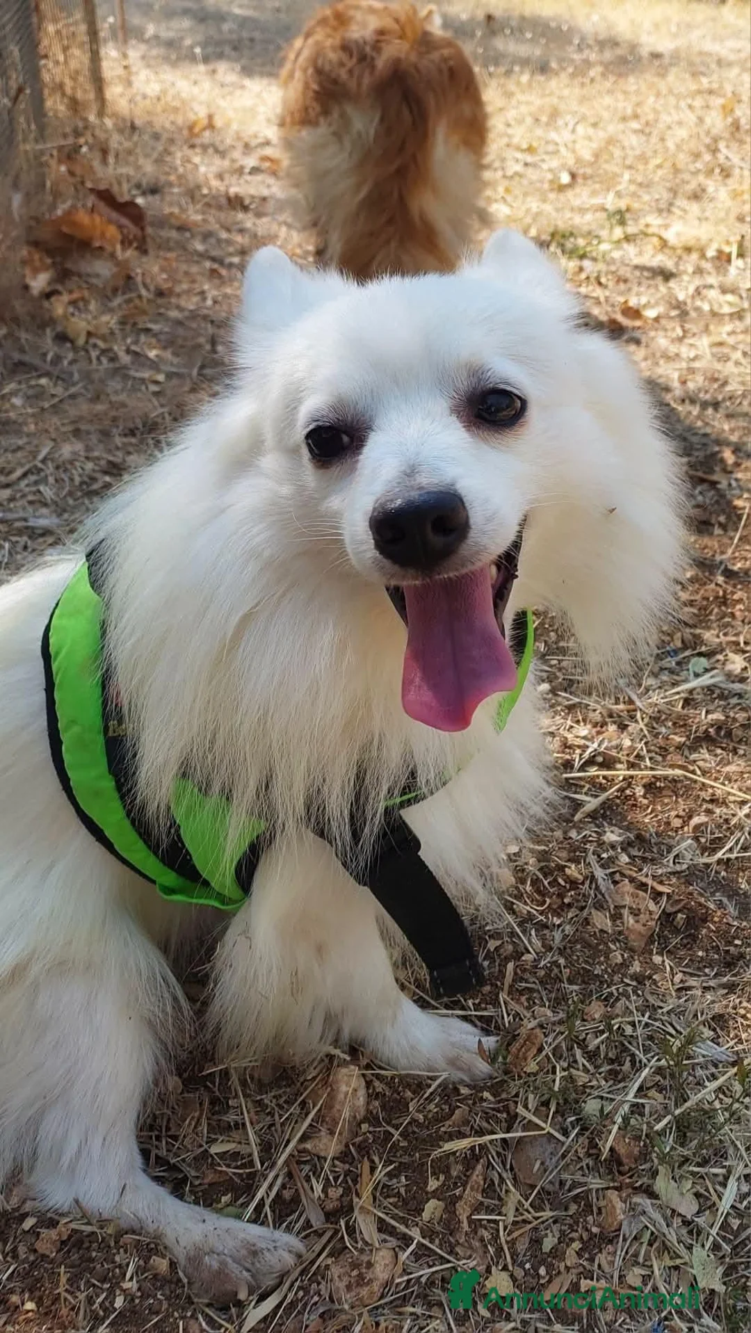 Volpino Italiano cani in regalo: Fiocco  - Annuncio 9