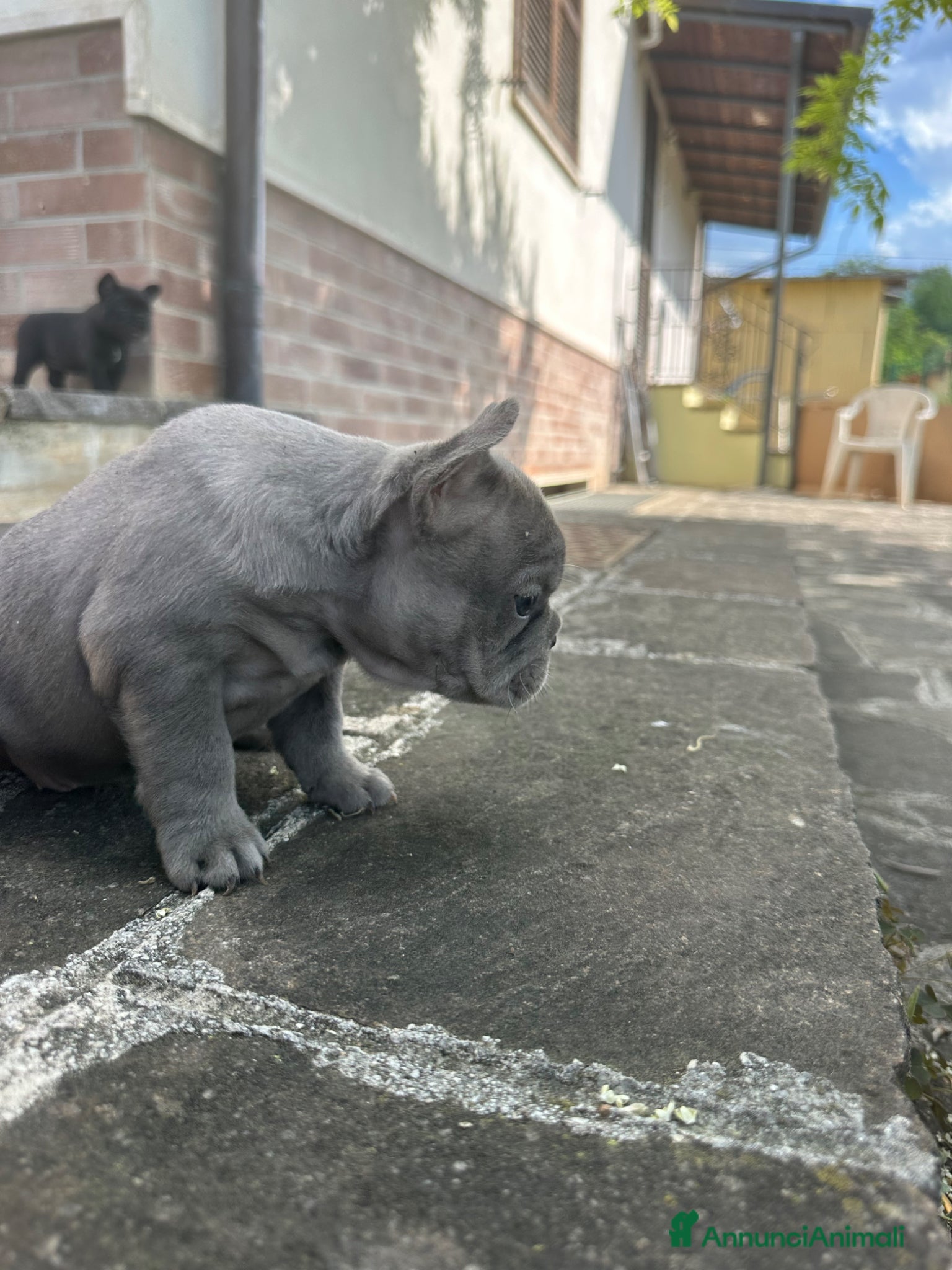 Bulldog Francese cani in vendita: bulldog francese blue occhi celesti, merlè, 2 nere - Annuncio 13