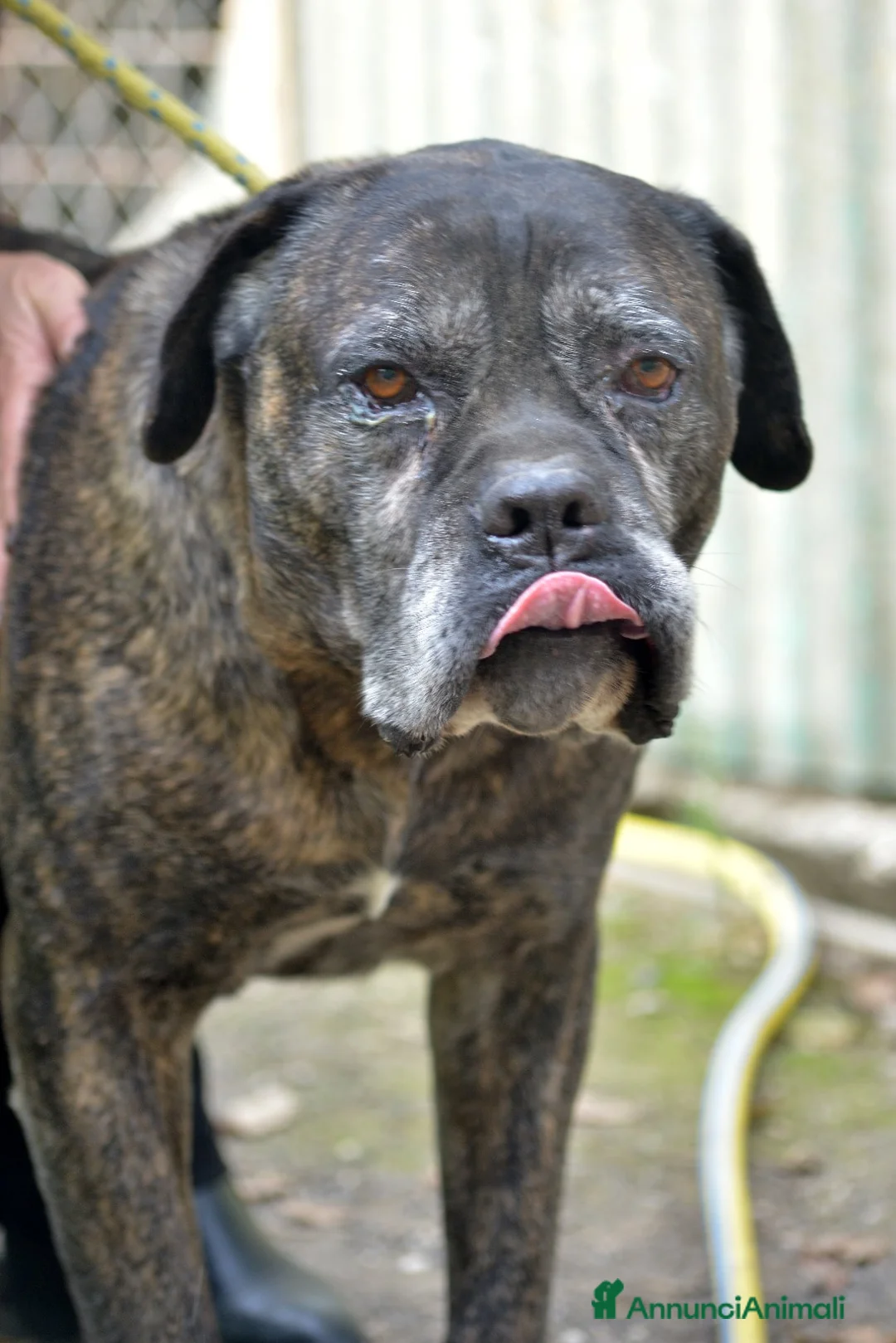 Cane Corso cani in regalo: MAMBO CERCA IL SUO MIRACOLO, ADOZIONE A DISTANZA - Annuncio 1
