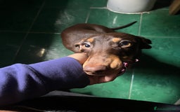 Bassotto cani in vendita: Vendo bassotto pelo raso - Annuncio 2