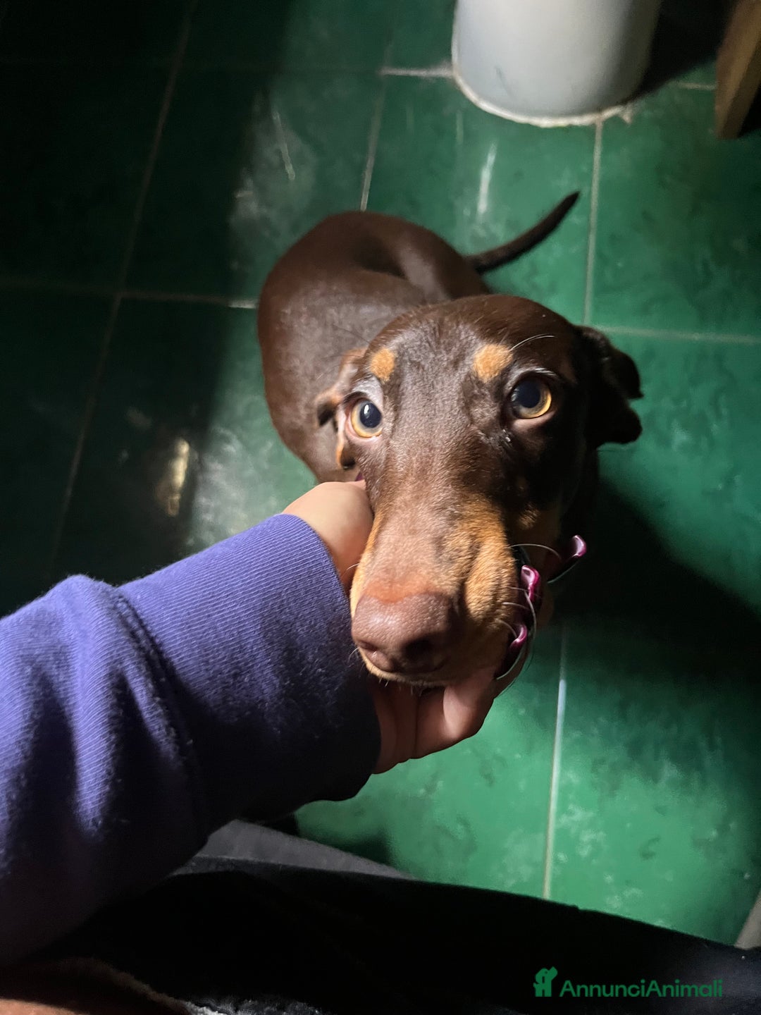 Bassotto cani in vendita: Vendo bassotto pelo raso - Annuncio 2