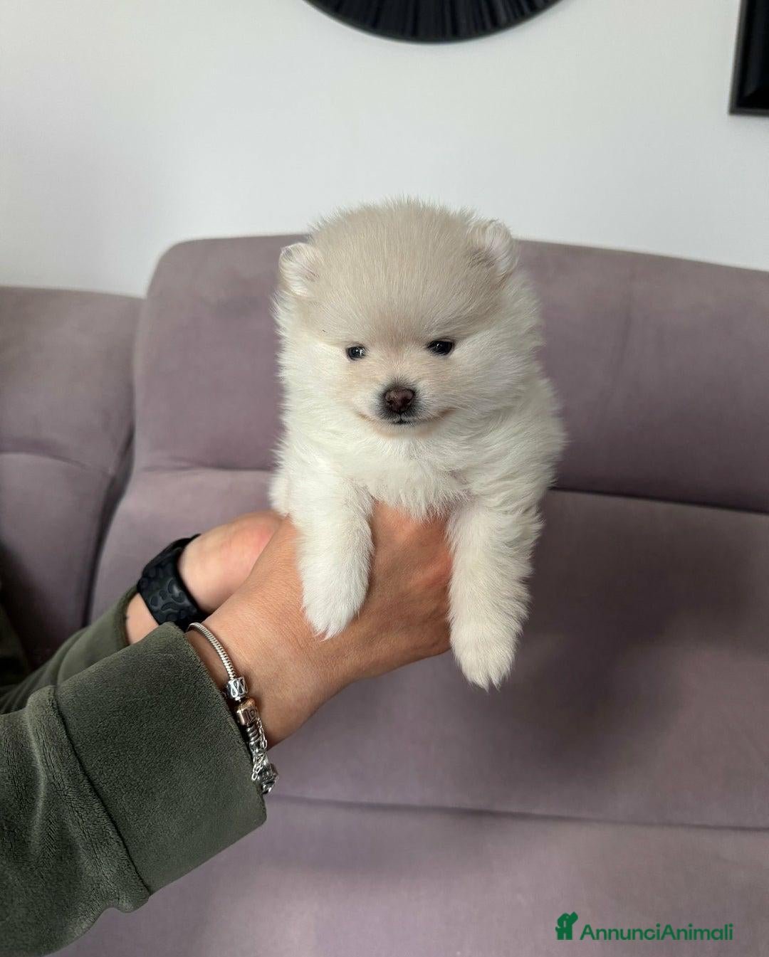 Volpino Pomerania cani in vendita: Cuccioli di Pomerania di alta qualità a Città metropolitana di Milano - Annuncio 6