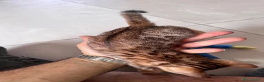 Bengala 2