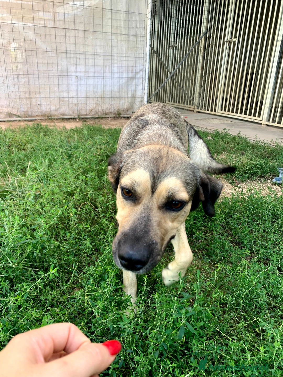 Meticcio cani in regalo: Dylan a Provincia di Treviso - Annuncio 6