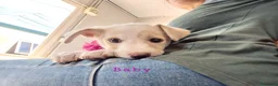 Meticcio cani in regalo: Baby dolcissima cucciola in adozione  - Annuncio 4