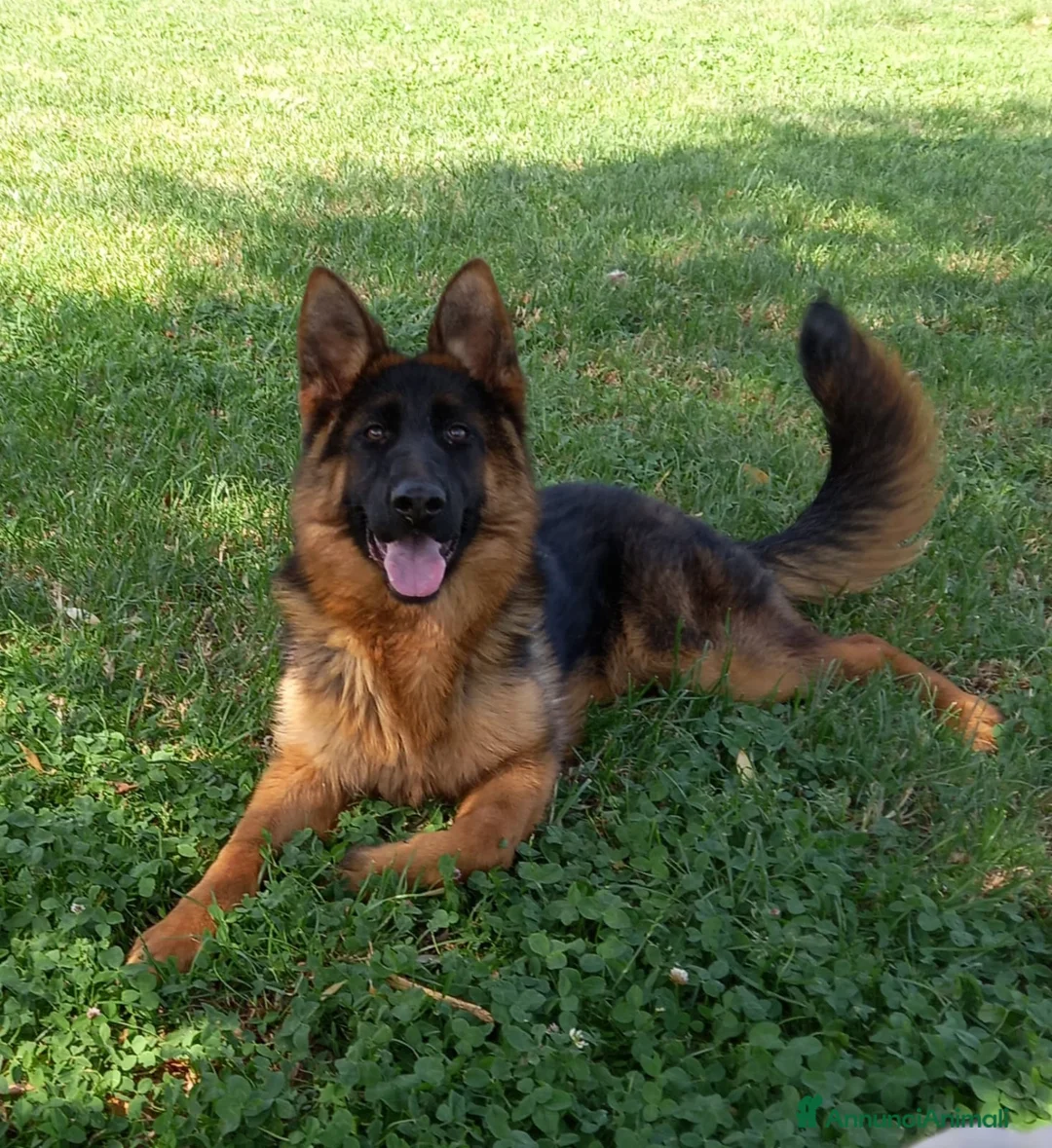 Immagine della galleria {{count}}