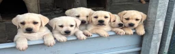 Labrador cani in vendita: Cuccioli di Labrador Miele a Provincia di Massa e Carrara - Annuncio 2