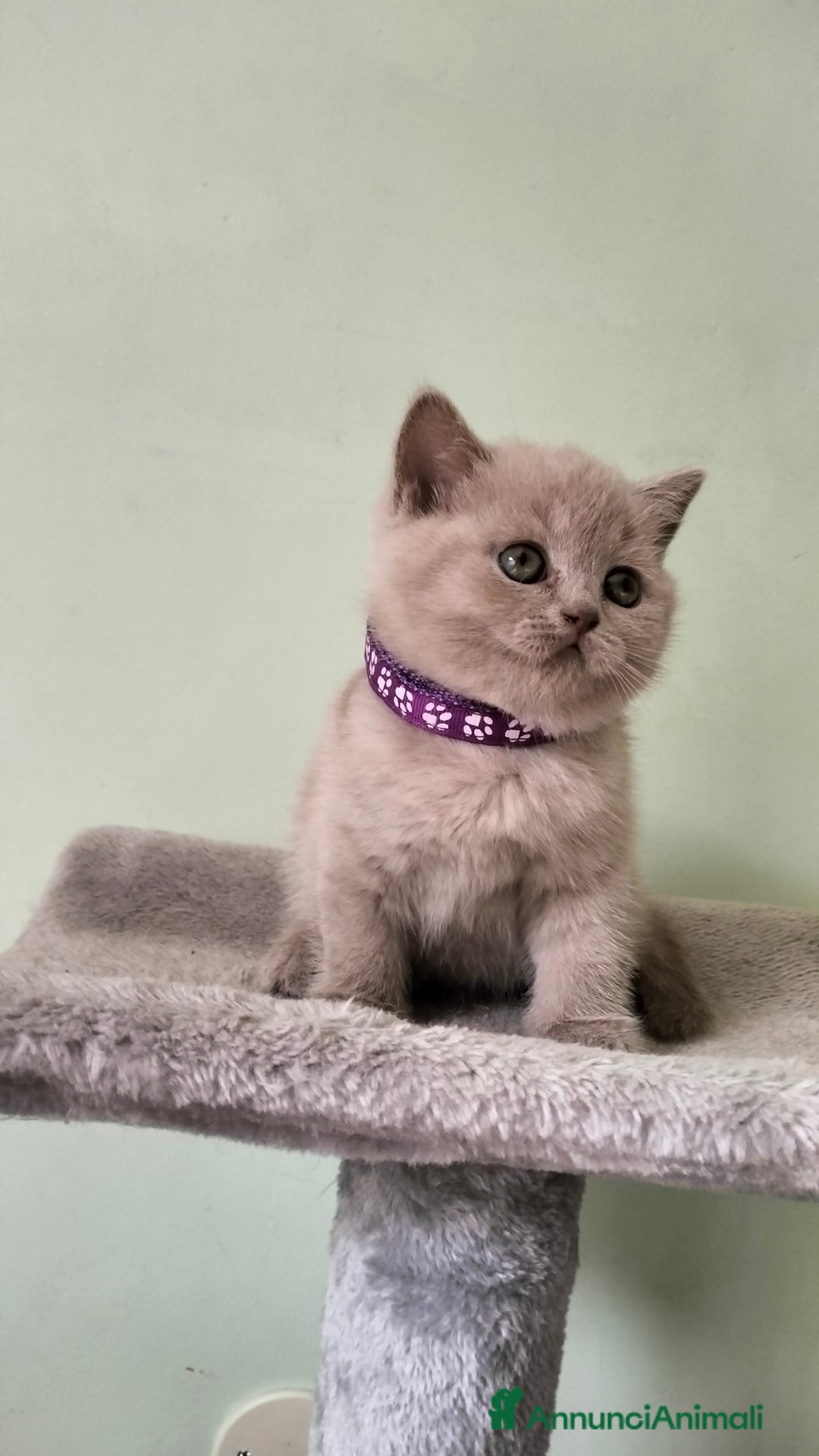 British gatti in vendita: Cuccioli British/Scottish  - Annuncio 9