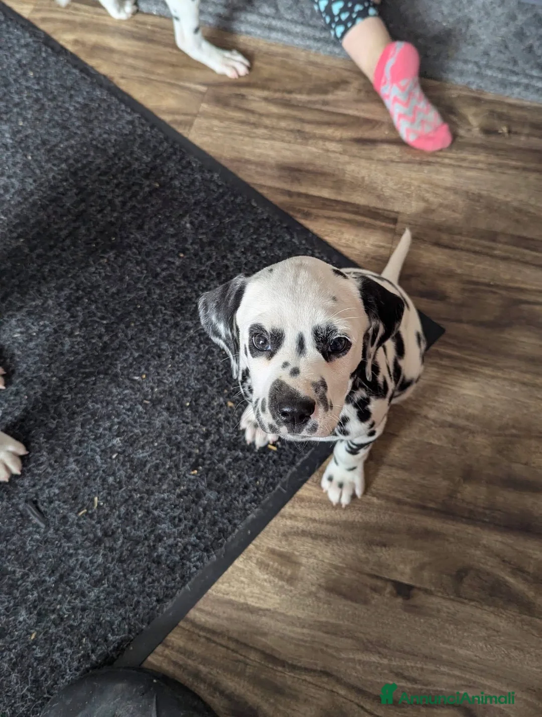 Dalmata cani in vendita: Cuccioli di dalmata disponibili  a Provincia di Imperia - Annuncio 4