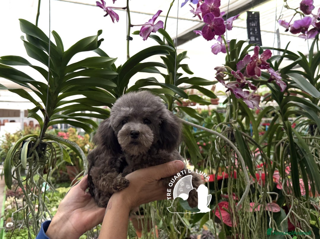 Barboncino Toy cani in vendita: Barboncino Cucciolo Disponibile TREQUARTIDILUNA  - Annuncio 3