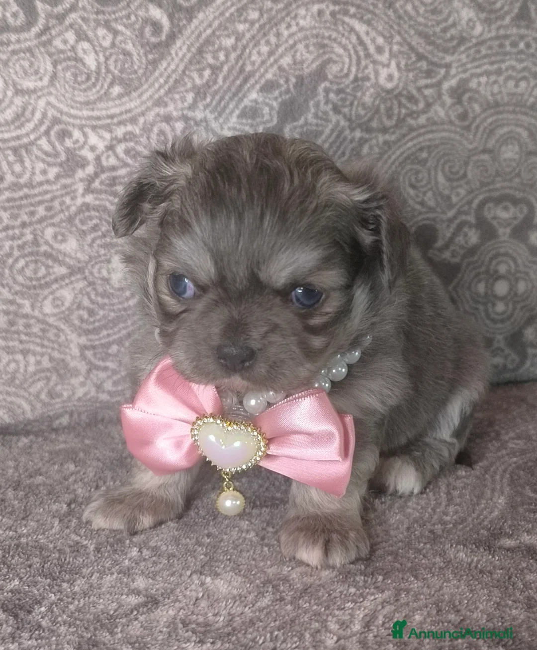 Chihuahua cani in vendita: CHIHUAHUA ALTA GENEALOGIA  - Annuncio 6