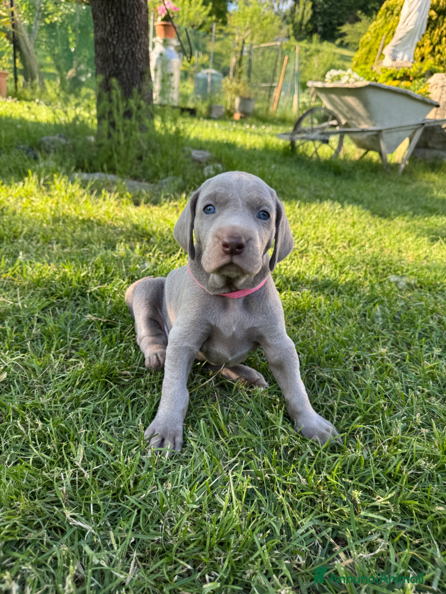 Weimaraner cani  CUCCIOLI DISPONIBILI di Weimaranner  - Annuncio 5