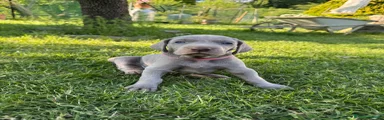Weimaraner Cucciolo 3