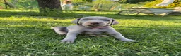 Weimaraner cani in vendita:  CUCCIOLI DISPONIBILI di Weimaranner  - Annuncio 1