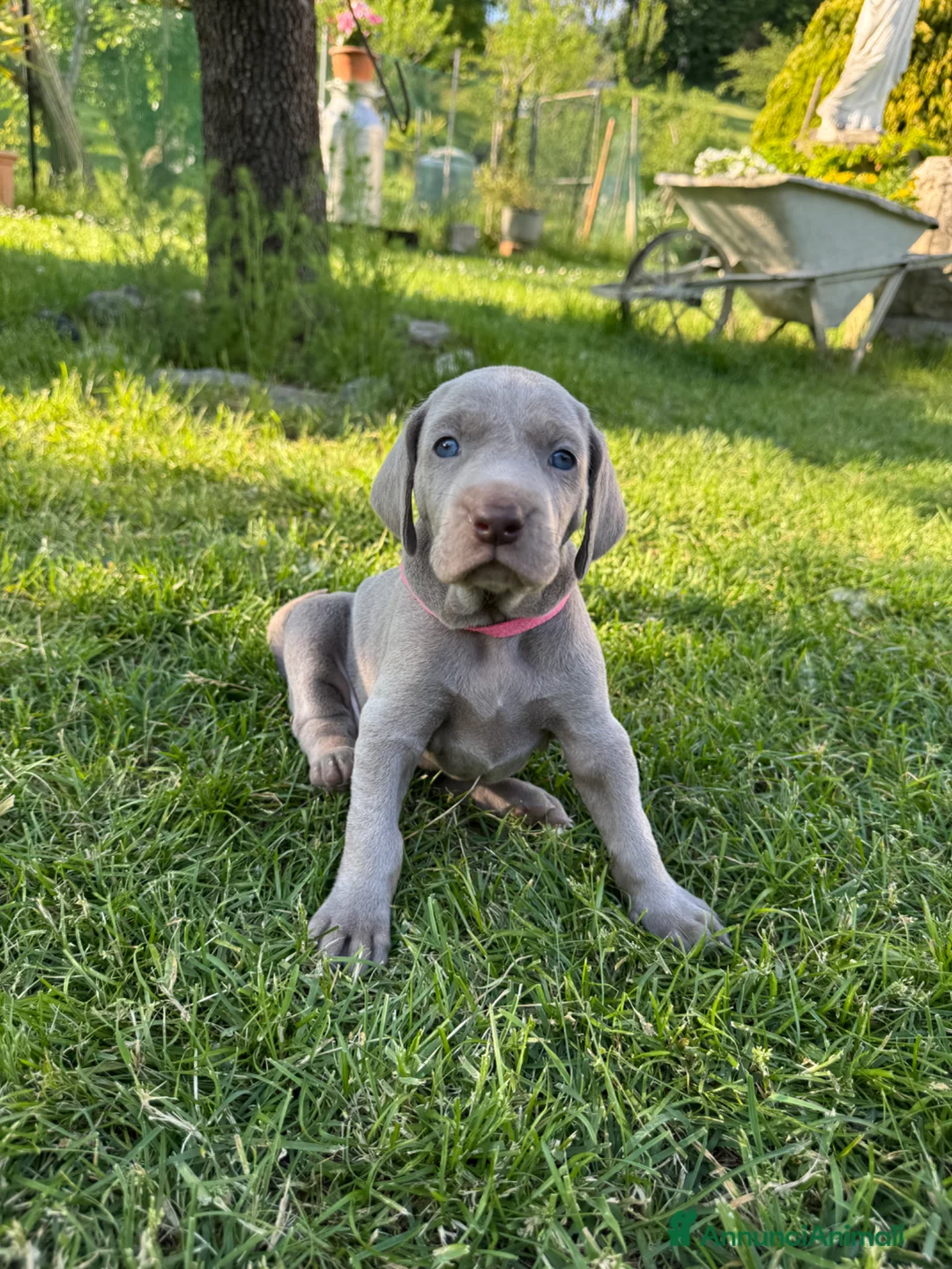 Weimaraner cani in vendita:  CUCCIOLI DISPONIBILI di Weimaranner  - Annuncio 1