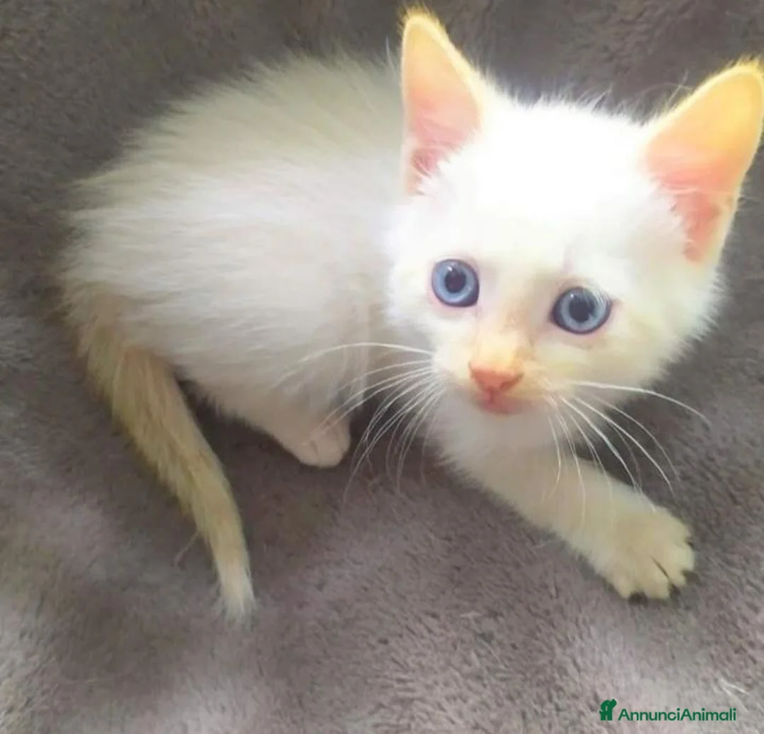 Siamese gatti in vendita: Gattini siamesi Red point - Annuncio 2