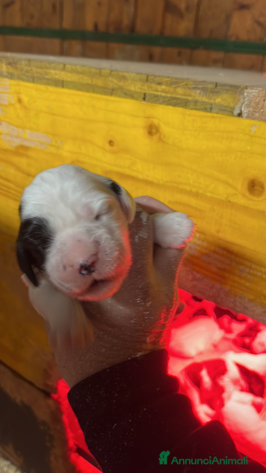 Setter Inglese cani in vendita: Cuccioli setter inglese  - Annuncio 5