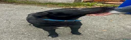 Meticcio cani in regalo: Skitty - Annuncio 3