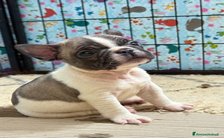 Bulldog Francese cani a Provincia di Varese - Annuncio 5