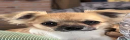 Chihuahua cani in vendita: Pepe, dolcissimo chihuahua a pelo lungo  - Annuncio 3