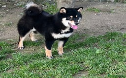 Shiba Inu cani in vendita: Shiba inu cuccioli  a Province of Pavia - Immagine 14