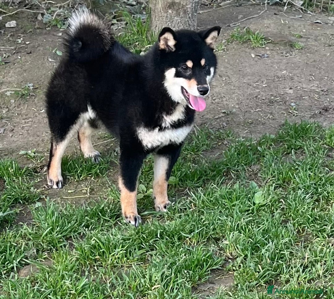 Shiba Inu cani in vendita: Shiba inu cuccioli  a Province of Pavia - Immagine 14