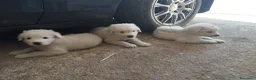 Meticcio cani in vendita: Cuccioli di pastore abruzzese  - Annuncio 4