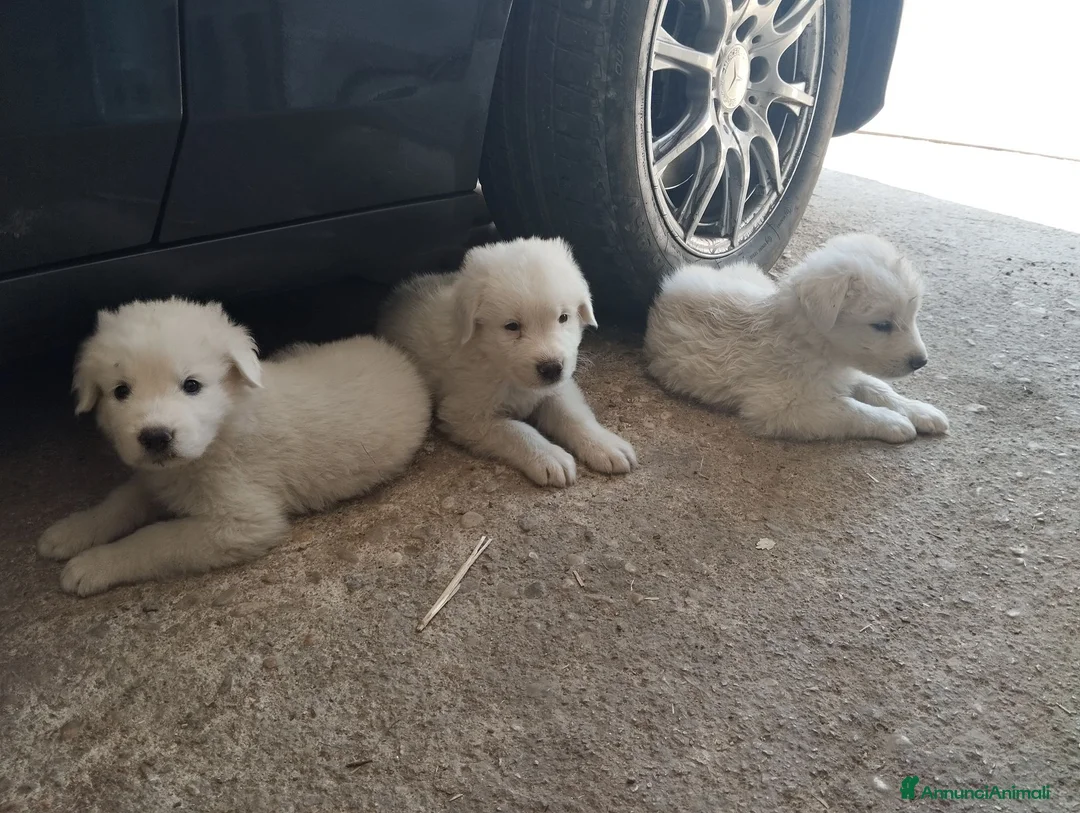 Meticcio cani in vendita: Cuccioli di pastore abruzzese  - Annuncio 4