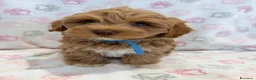 Maltipoo cani in vendita:  Bellissima cucciolata di Maltipoo F1 - Annuncio 14