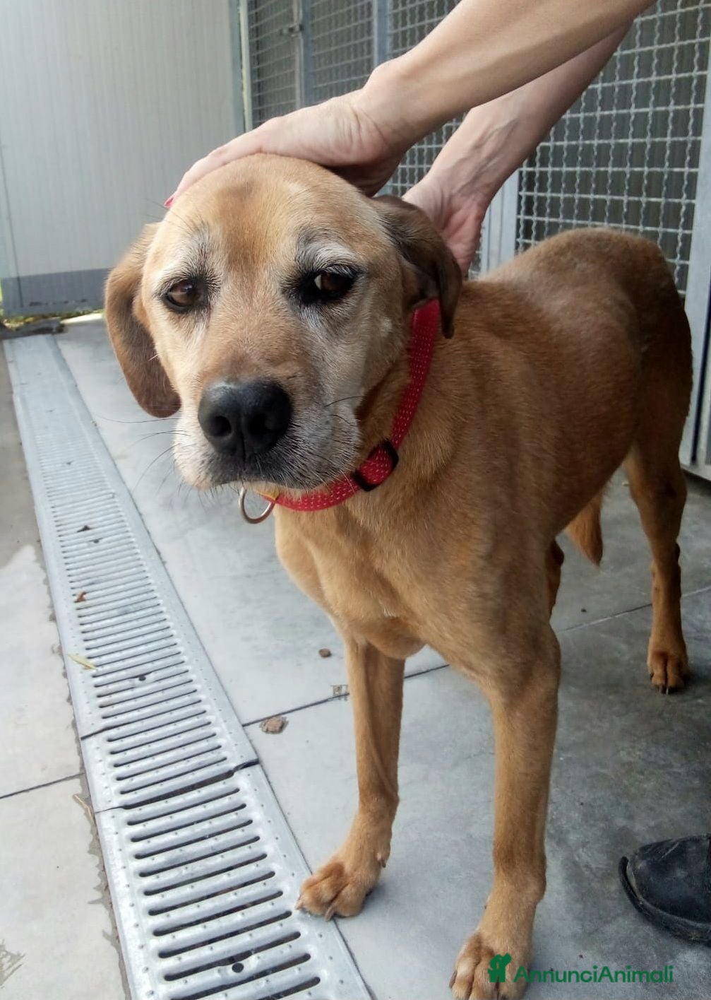 Meticcio cani Seme 13 anni Taglia media  - Annuncio 26