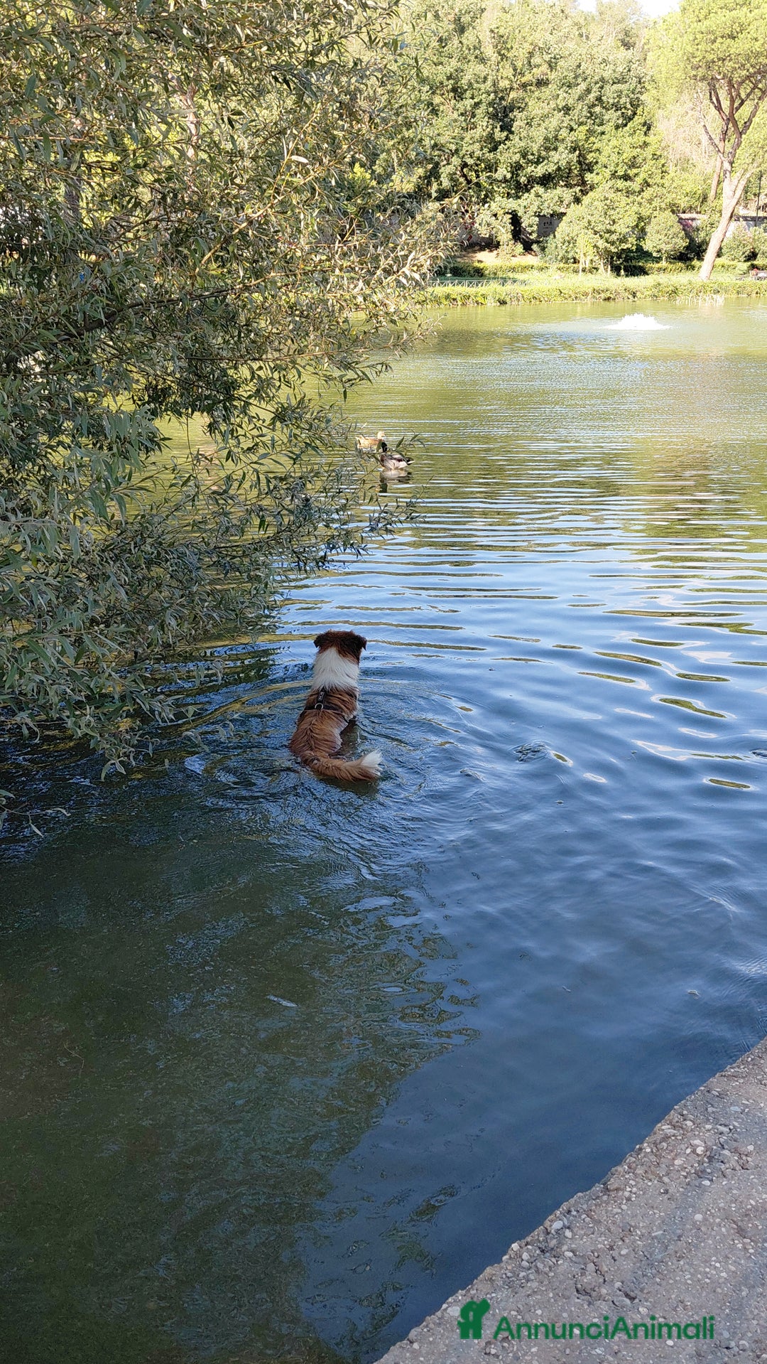 Australian Shepherd cani per accoppiamento: Pastore australiano  - Annuncio 32